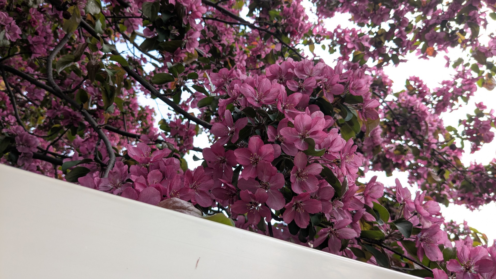 pink blossoms on a tree