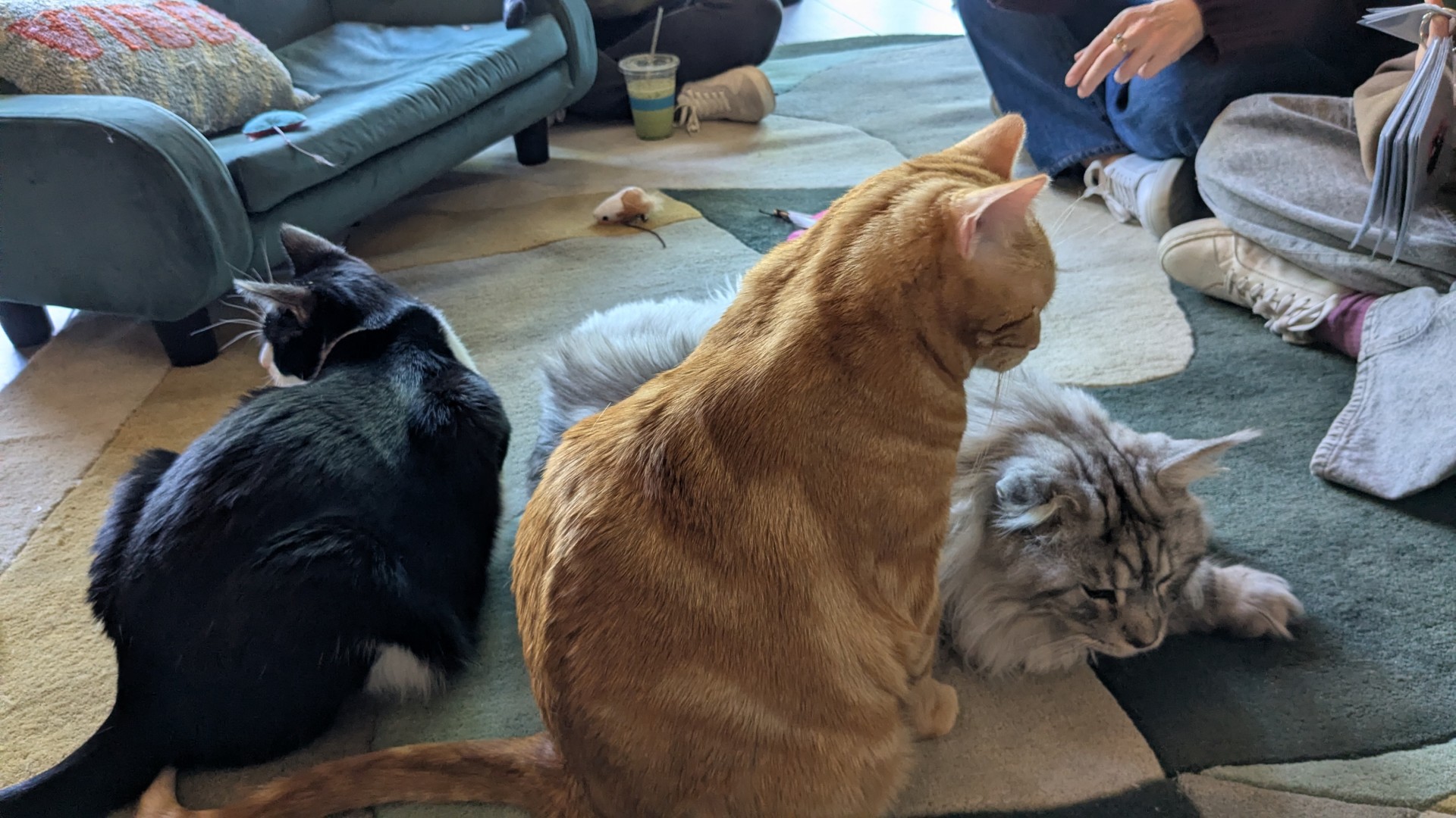 a black tuxedo cat, an orange cat, and a massive fluffy grey-and-white cat all sitting together.