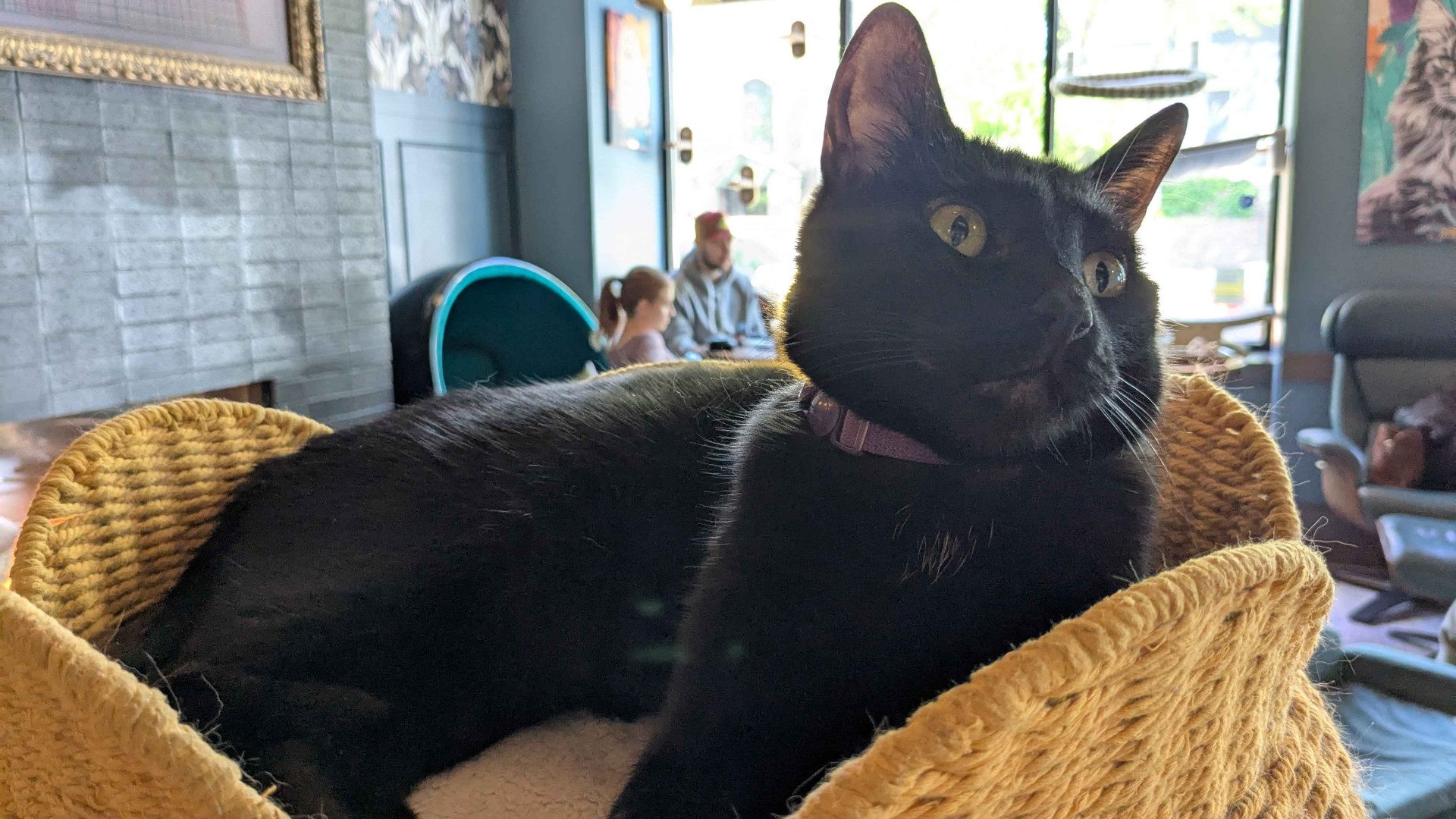 a black cat laying down on a cat bed.