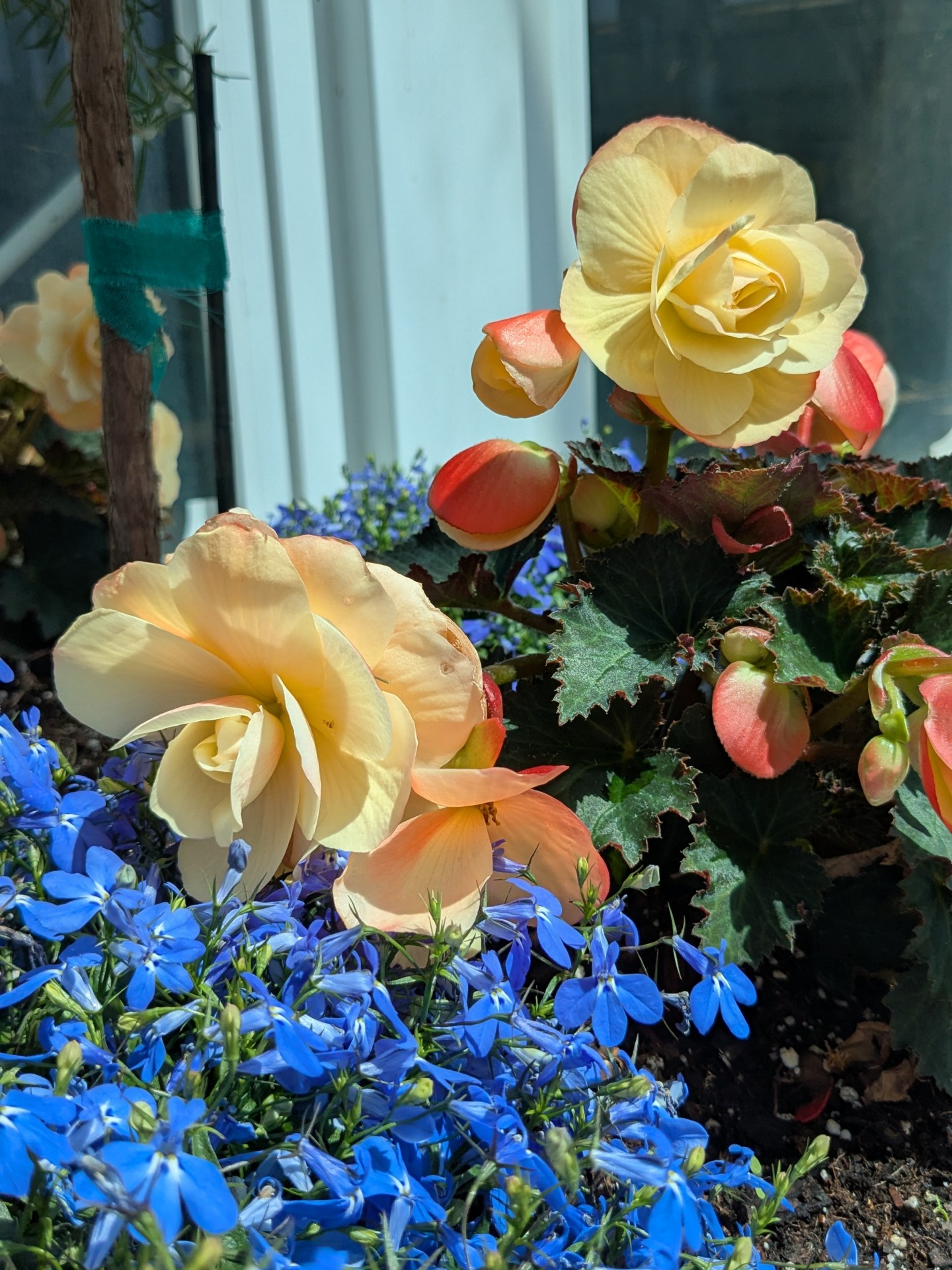 light yellow roses and deep blue lobelia flowers