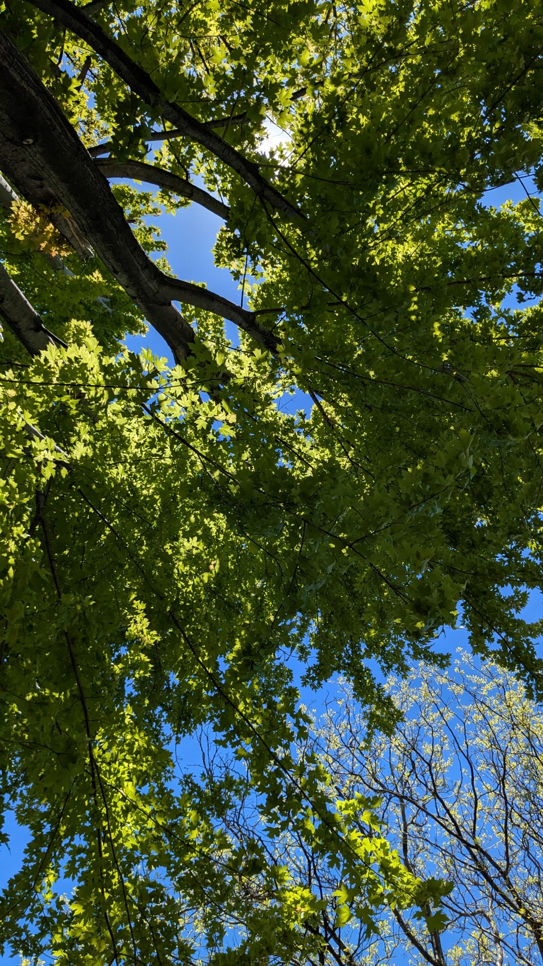 a vibrant green tree, against a clear, bright blue sky. the sun is shining through the leaves.
