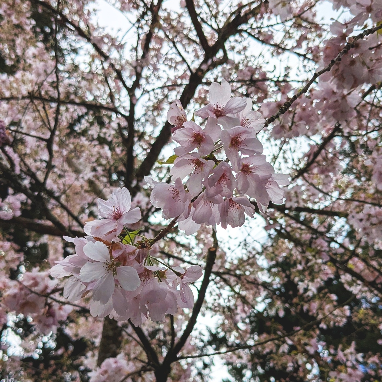 light pink cherry blossoms on a tree